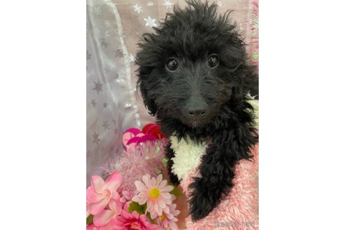成約済の北海道のミックス犬-281827の13枚目